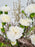 White Carni Money Arrangement