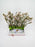 Chamelaicium Delight