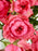 Raspberry