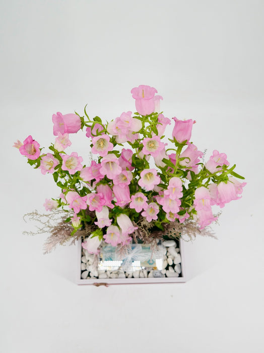 Pink Campanula