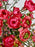 Raspberry
