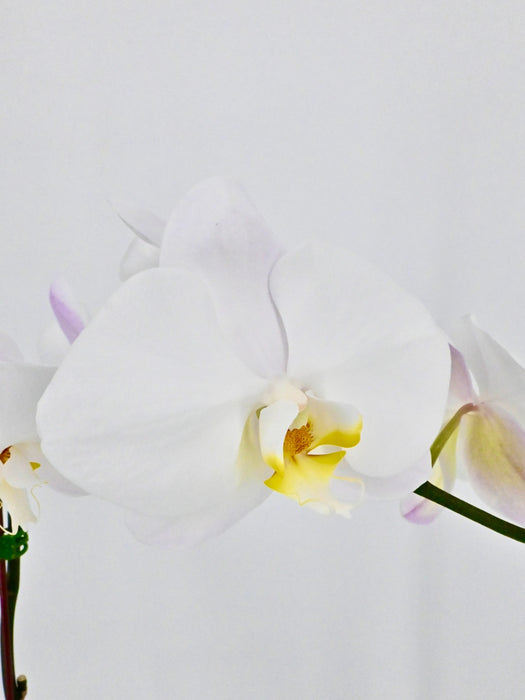 Phalaenopsis II