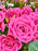 Pinky Lianne