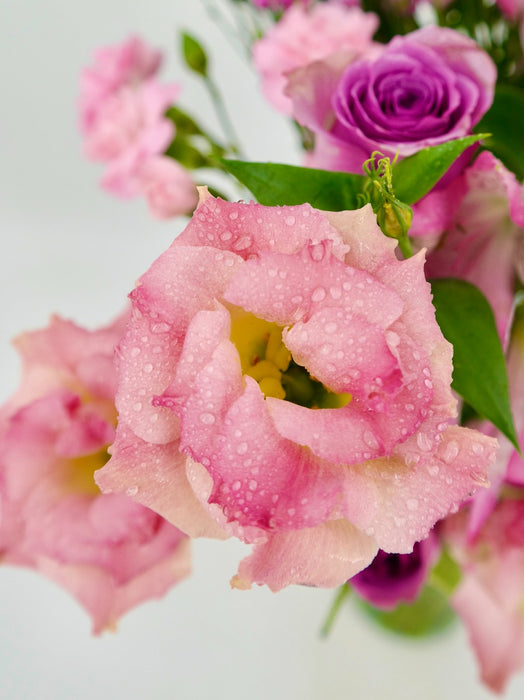Pink Bloosom