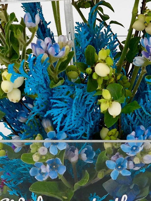 Oxy Baby Money Arrangement