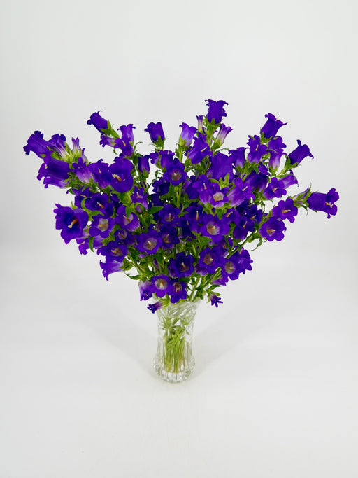 Campanula