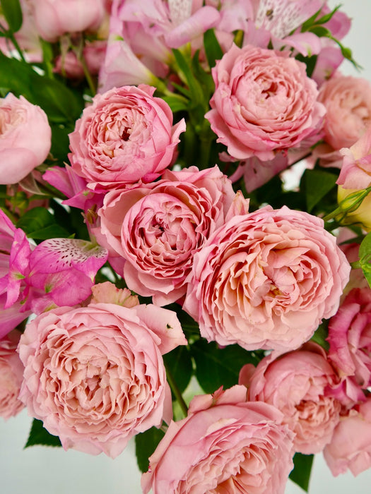 Julietta Bloom