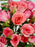 Cosmos