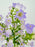 Campy Lavender