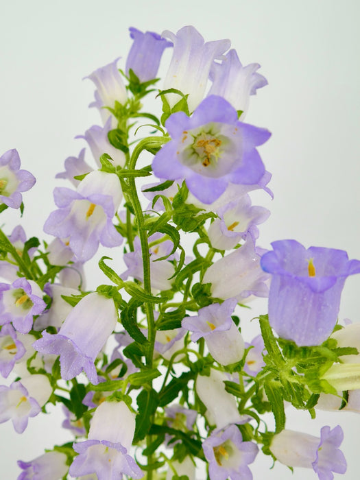 Campy Lavender