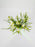 Ornithogalum