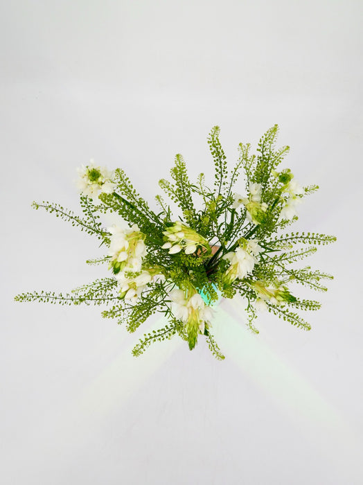Ornithogalum