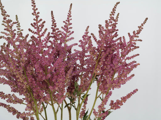 Astilbe Chinensis Vision Pink