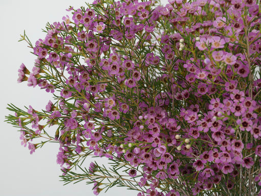 Wax Flower