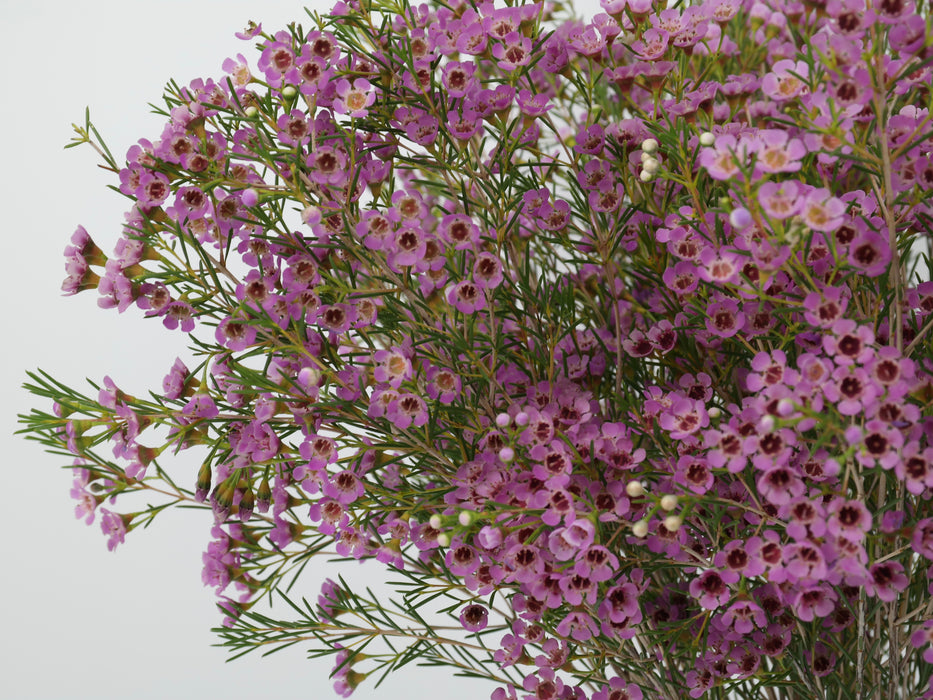 Wax Flower