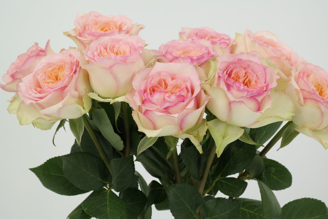 Garden Rose DFR 47