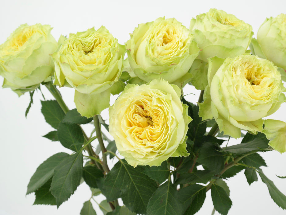 Garden Rose DFR 52