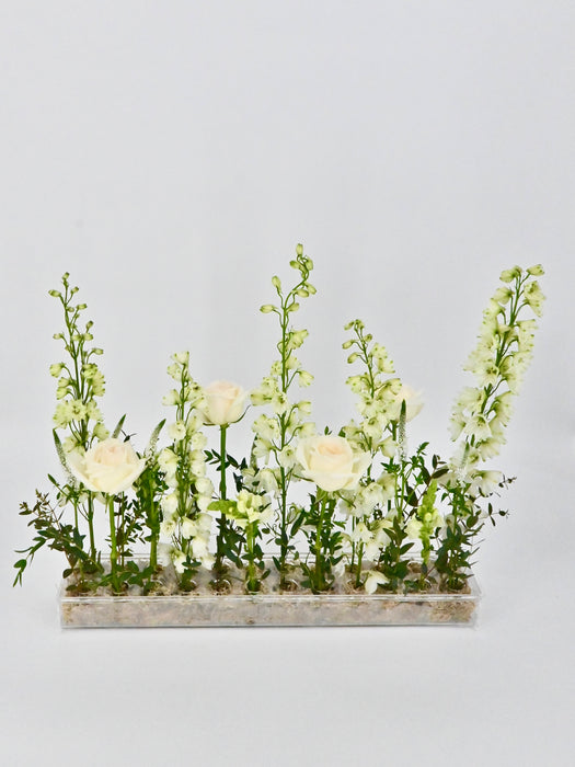 Delphinium Garden