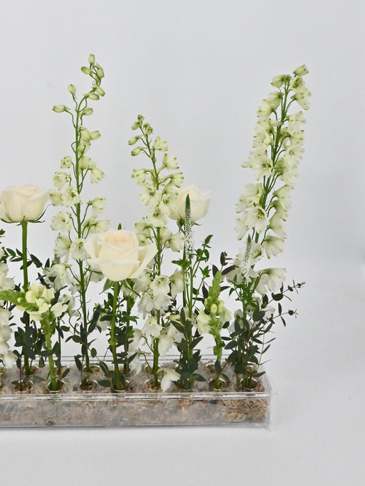 Delphinium Garden