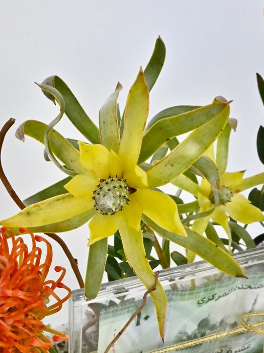 Leucadendron Graduation Arrangement