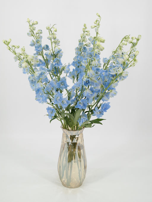 Delphinium Blue