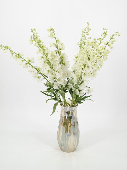 Delphinium White