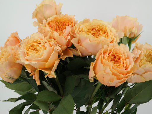 Garden Rose Caranula