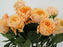 Garden Rose Caranula