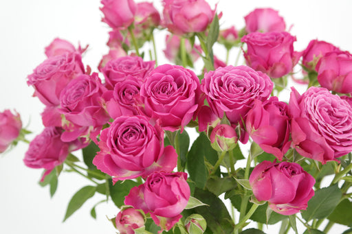 Garden Spray Rose Sensation
