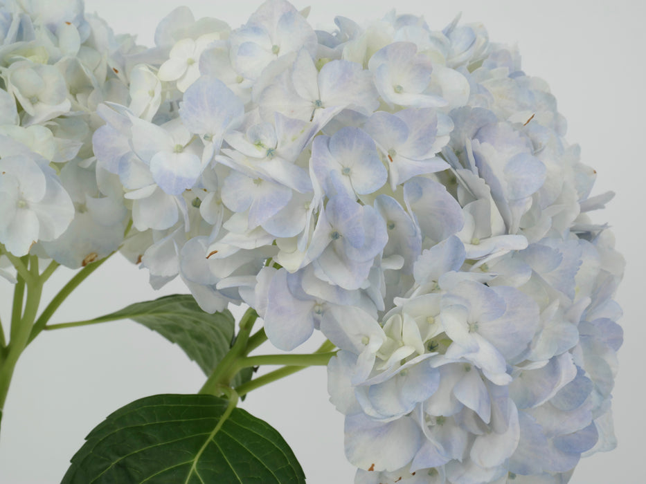 Hydrangea Essential Blue