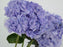 Hydrangea Tinted Purple