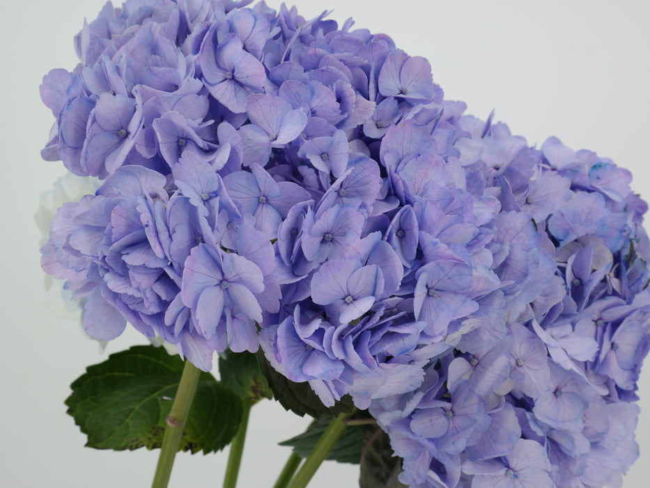 Hydrangea Tinted Purple