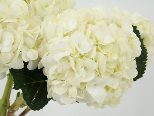 Hydrangea White