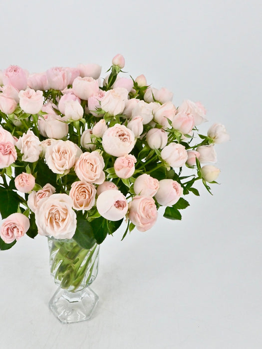 Baby pink Beauty