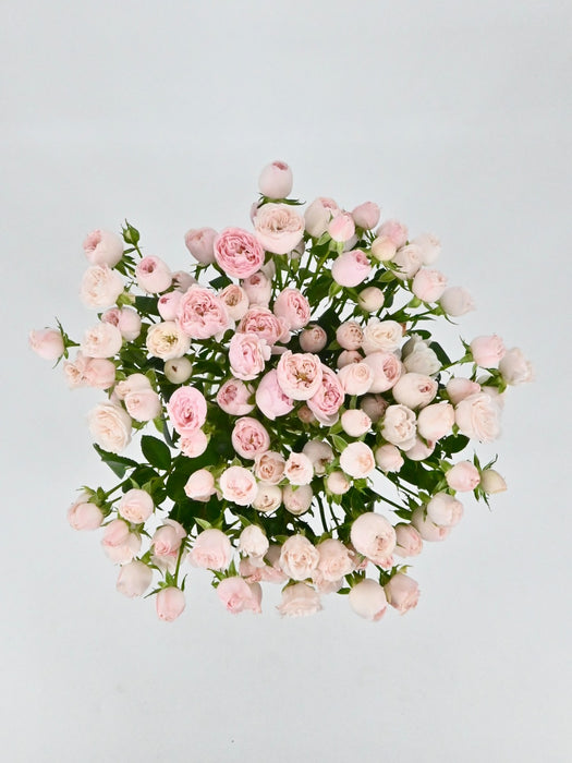 Baby pink Beauty