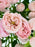 Baby pink Beauty