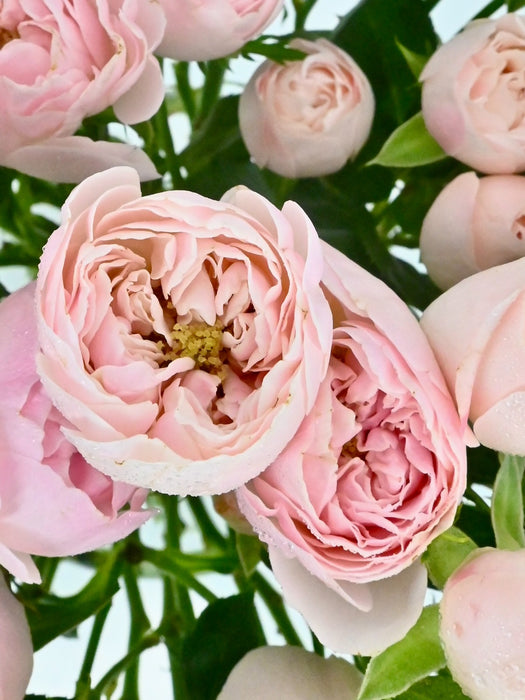 Baby pink Beauty