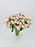 Baby pink Beauty