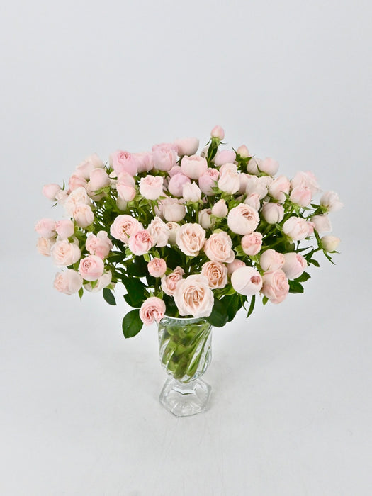 Baby pink Beauty