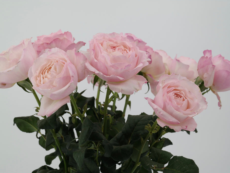 Garden Rose Kiera