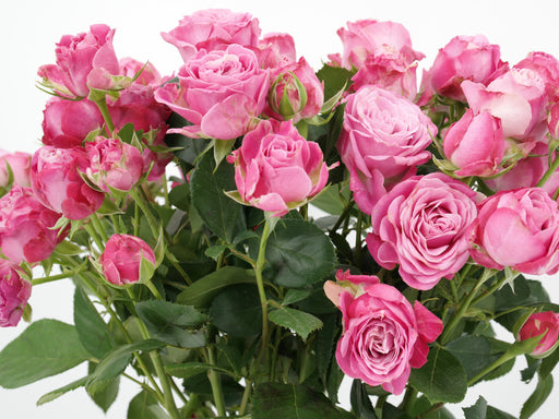 Garden Spray Rose Lady Bombastic