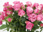 Garden Spray Rose Lady Bombastic