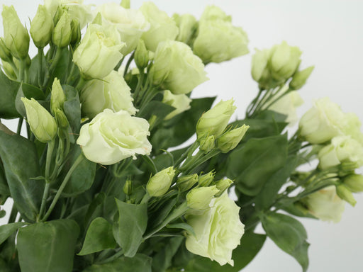 Lisianthus (Green)