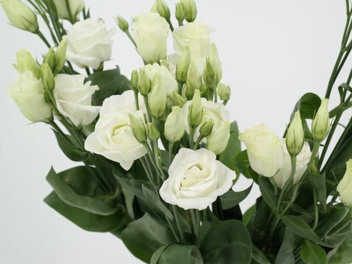 Lisianthus (White)