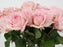 Garden Rose Ohara Pink