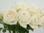 Garden Rose Ohara White