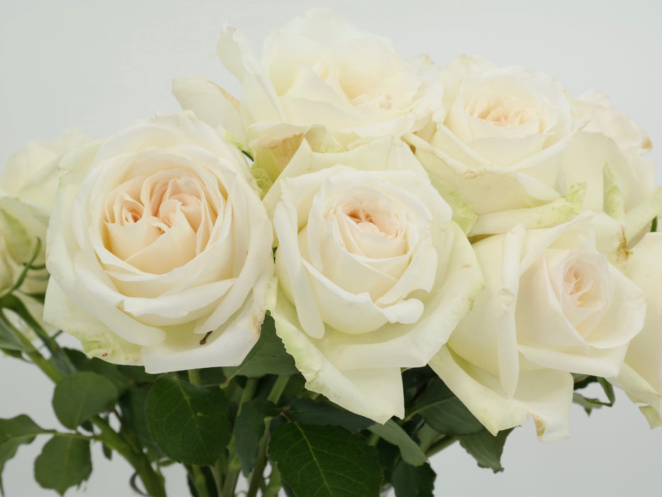Garden Rose Ohara White