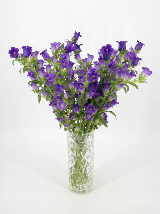 Purple Campanula