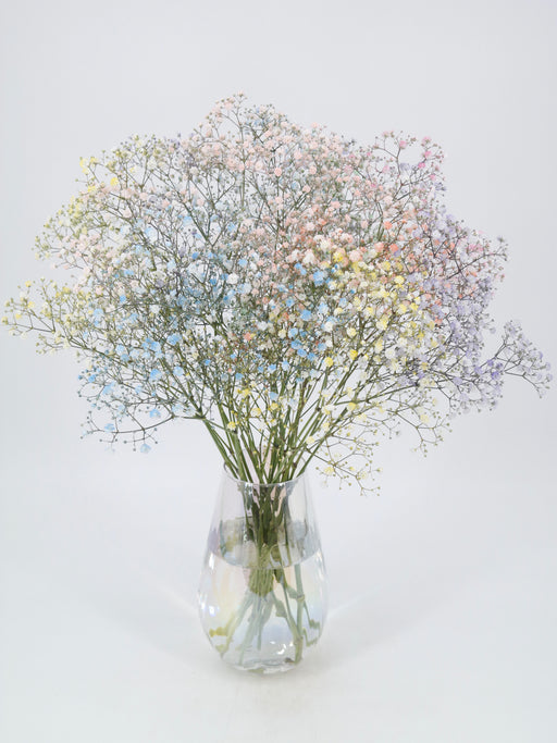 Rainbow Gypso in a vase