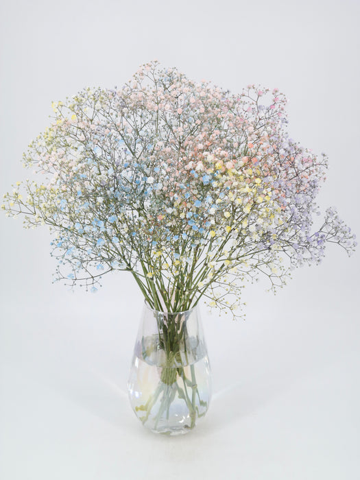 Rainbow Gypso in a vase